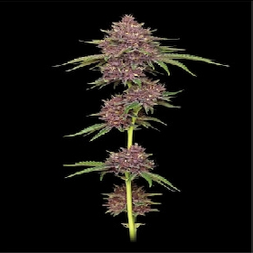 Purpz > Humboldt Seed Company